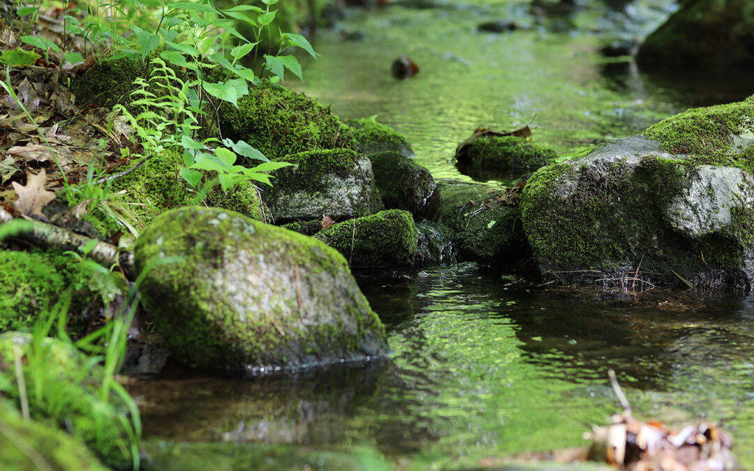 Swimming Pond